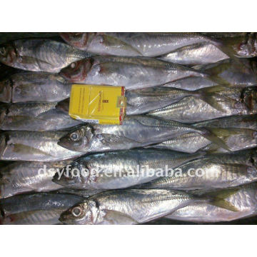 BQF New Season 16+ 18+ Frozen Horse Mackerel Whole Round fish price